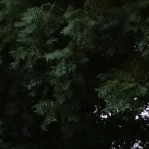 Meet your Posher, Trinique